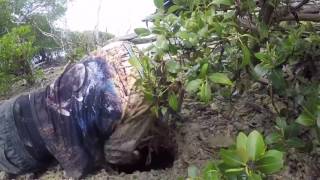 Man Captures Huge Crab in Queensland Australia [upl. by Benildis]