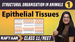 Structural Organization in Animals 01  Epithelial Tissues  Class 11NEET  RAFTAAR [upl. by Ahseki]