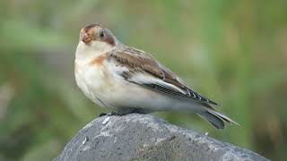 Snow Bunting Plectrophenax nivalis Texel NH the Netherlands 11 Oct 2024 45 [upl. by Ibmab]