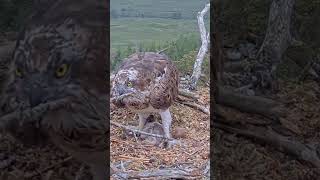 P317 Review birds nest life mom birds brings food to feed her babies in their nest birdslover [upl. by Ellehs]