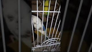 Baggies parrots youtubeshorts [upl. by Ayifas]