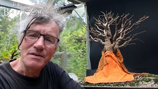 Repotting My Ficus From Seed The Bonsai Zone Aug 2024 [upl. by Goldstein]