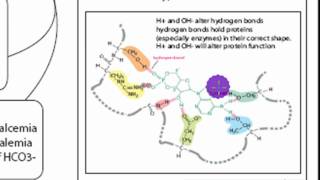 pH Acid Homeostasis Part 1 [upl. by Nnaycart]