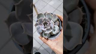 echeveria lilacina Pink [upl. by Kurth]