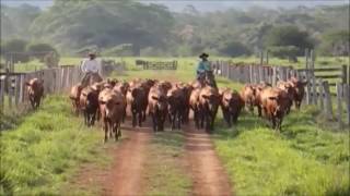 BOIADEIRO ERRANTE  TIÃO CARREIRO [upl. by Nivram]