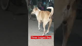 Three Legged Dog [upl. by Ahsinna]