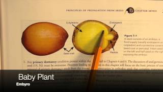 Seed Dormancy Introduction [upl. by Shaefer]