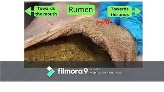 Parts of ruminant compound stomach [upl. by Braasch749]