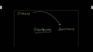 Glyoxylate cycle [upl. by Nuahsed]