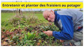 Comment entretenir vos fraisiers au potager [upl. by Jo-Anne]