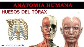 Huesos del Tórax  Anatomía Humana en Odontología [upl. by Yendic624]