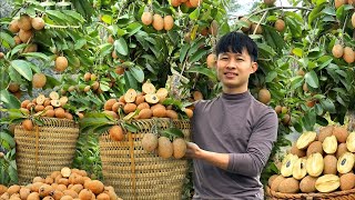 120 Days Harvest Sapodilla Thai Jackfruit Big Bananas in forest Go To Market Sell  Thanh Trieu TV [upl. by Nyleahcim956]