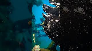 Okinawa Black Frog Fish scubadiving [upl. by Emee182]