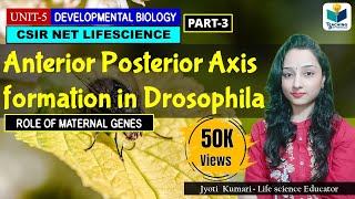 ANTERIORPOSTERIOR AXIS FORMATION IN DROSOPHILA PART3  CSIR NET DEVELOPMENTAL BIOLOGY [upl. by Louanna]