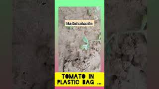 🍅 tomatoes growing in garden how to grow tomatotamatar 🍅🍅🍅 winter care tips for tomato [upl. by Adnoved]