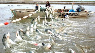 Amazing Gill Net Fishing Line Catch Hundreds Tons of Fish  Amazing Big Catching on The Sea [upl. by Akemhs]