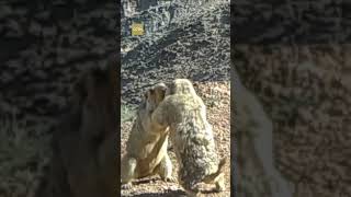 A fight or a dance Hilarious marmot duet caught on camera in NW China [upl. by Arvind]