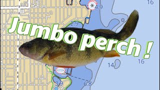 1282024 Lake Winnebago jumbo perch fishing [upl. by Farra]