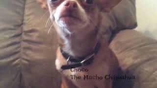 Choco The Macho Chihuahua gets his feelings hurt [upl. by Alarise]