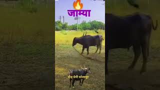 काढा घोंगडी आणकी [upl. by Enialahs]