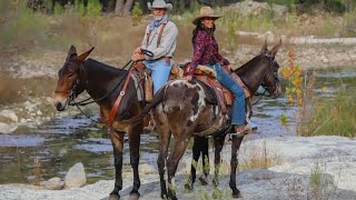 Mule riding  young mule ride  how to ride on mule  training horse riding  training horse race [upl. by Eenhat]