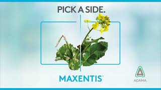 Maxentis Pick A Side  Canola Video [upl. by Atinyl]