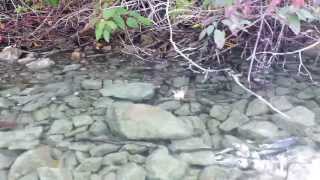 Kokanee shore spawning Kalamalka Lake Oyama BC [upl. by Herodias]