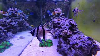 Relaxing Saltwater Reef Aquarium Alastrea Energetic Timelapse [upl. by Yelraf]