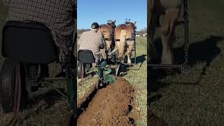 Mart plowing like it use to be done horse belgian drafthorses pulls [upl. by Alyks83]