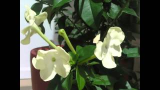 Princess of the Night Brunfelsia Lactea blooming timelapse [upl. by Caasi]