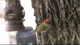 Rubycrowned Kinglet with Huge Ruby [upl. by Cynthea]