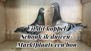 Uit dit koppel schonk ik duivenmarktplaats een bon  Postduiven [upl. by Atnohsal685]