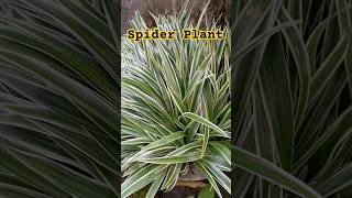 Spider plant care Spider plant propagation youtubeshorts [upl. by Brocky]