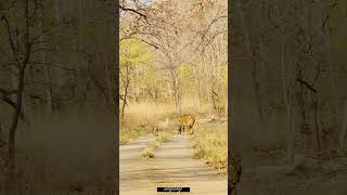 Archie tigress with cubs Tipeshwar wild life nature naturephotography wildlife wildtiger jungle [upl. by Petunia]