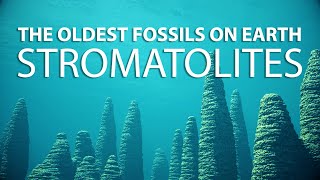 STROMATOLITES Discovering the Oldest Fossils on Earth  CGI Documentary [upl. by Schug]