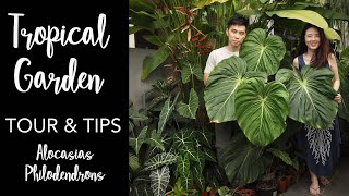 Tropical Garden Tour with Pro Care Tips  50 Aroids with Master of Alocasia Care ft Lone Wong [upl. by Haletky810]