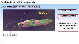 11B023 CV 4 Euglenoids and Slime Moulds [upl. by Brynna]