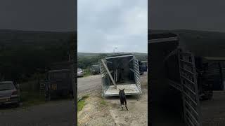 Getting the trailer ready for cattle from sheep sheepfarming cattle trailers [upl. by Swec]