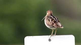 Wilsons Snipe Calling Out [upl. by Signe]