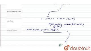 Exoerythrocytic phase of life cycle in malarial parasite occurs in [upl. by Rentschler]