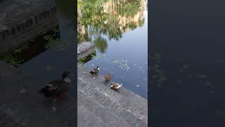 Feathers fluffiness and pure cuteness Its a duck thing viralvideos viralreels cuteduck [upl. by Harty]