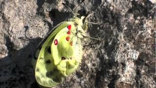 LApollon Parnassius apollo au bord du Jabron [upl. by Nirac]