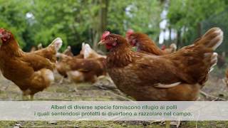 BiolsEU  Allevamento di polli biologici [upl. by Trudy216]