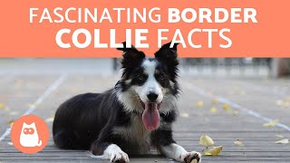 10 Fascinating Facts About the Border Collie [upl. by Korey]