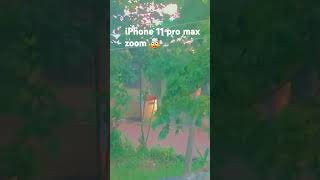 iPhone 11 pro max zoom 🤯😵 [upl. by Drapehs]