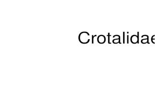 How to pronounce Crotalidae [upl. by Leitman]