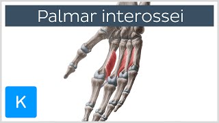 Palmar Interossei Muscles  Origins amp Function  Human Anatomy  Kenhub [upl. by Mosera268]