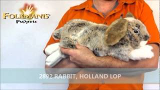 2892 Folkmanis Rabbit Holland Lop [upl. by Josselyn]