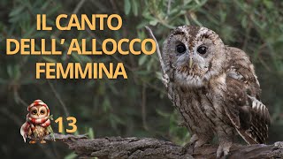 Il canto dellallocco femmina  Tawny Owl call [upl. by Cissiee]