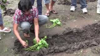 How to Plant Camote sweet potato [upl. by Zins]